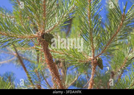 Young green pine cones growing on evergreen branches in sunlight. Stock Photo