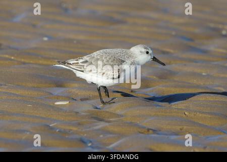 Sanderling bird (Calidris alba) walking on a wet sandy beach during low tide Stock Photo