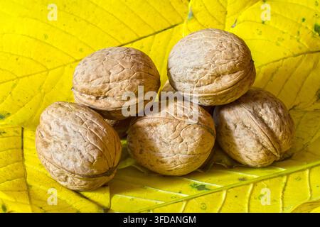 Natural walnuts on the background of yellow walnut leaves. Natural organic walnuts. Stock Photo