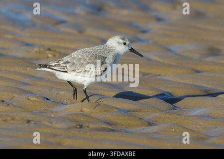 Sanderling bird (Calidris alba) walking on sandy beach shoreline looking for food during low tide Stock Photo