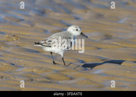 Sanderling bird walking on a sandy beach during low tide, Calidris alba shorebird in its winter plumage foraging on the coast, small sandpiper on the Stock Photo