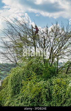 A professional arborist and tree surgeon working high up in the branches of a tall tree against a cloudy blue sky. Surrounded by dense white spring bl Stock Photo
