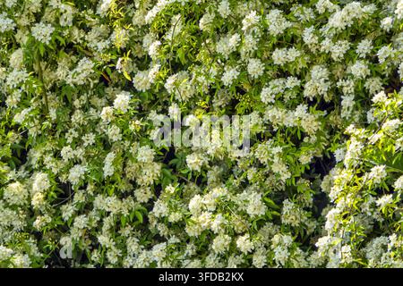 A full-frame background texture featuring a dense wall of blooming white jasmine-like flowers interspersed with lush green leaves. The bright sunlight Stock Photo