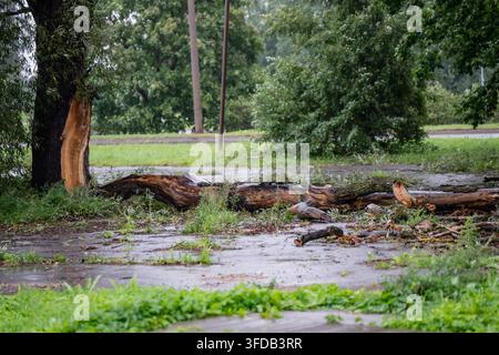 A large broken tree limb lies across a rain-soaked grassy verge beside a paved road, its splintered wood and stripped bark showing storm damage. Stock Photo