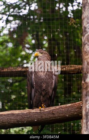 White-tailed eagle perching on a wooden branch, looking vigilant in a captive zoo habitat Stock Photo