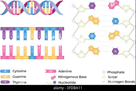 DNA Structure and Nucleotide Base Pairing Molecular Biology Illustration Stock Vector