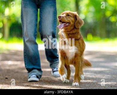 Teen Boy Walking Toller Retriever Dog In The Park Close-Up Stock Photo