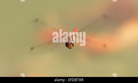 sympetrum sanguineum red dragonfly in flight Stock Photo