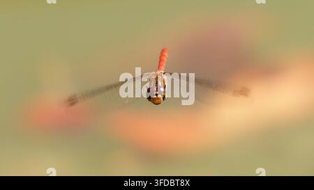 sympetrum sanguineum red dragonfly in flight Stock Photo