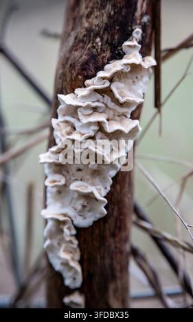 White bracket polypore fungus with ruffled edges growing in a vertical stack on a decaying tree trunk. Stock Photo