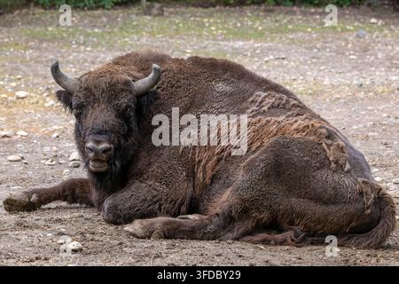 European bison (Bison bonasus) lying on the ground, animal in the family Bovidae. Stock Photo