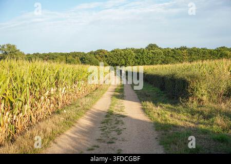 Elderly man rides bicycle down a sun-drenched, rustic dirt track winding through a cornfield countryside landscape. Schinveld, Limburg, Netherland. Stock Photo