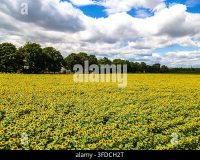 Aerial drone view of a blooming sunflower field in the countryside near Balassagyarmat, Hungary Stock Photo
