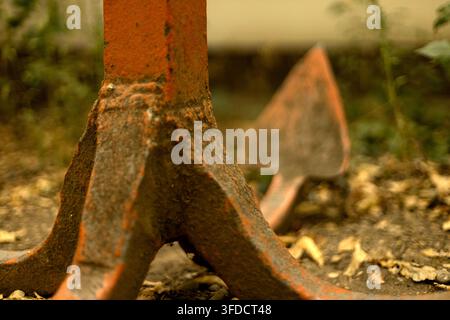 Close-up view of a tree trunk widening into large buttress roots above the soil. Green foliage and a softly blurred background create a warm natural s Stock Photo