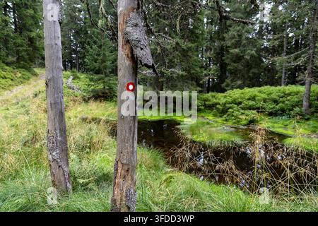 A classic red and white hiking trail marker painted on a dead tree stump by a pristine forest lake inside a magical old spruce woods, Slovenia. Stock Photo