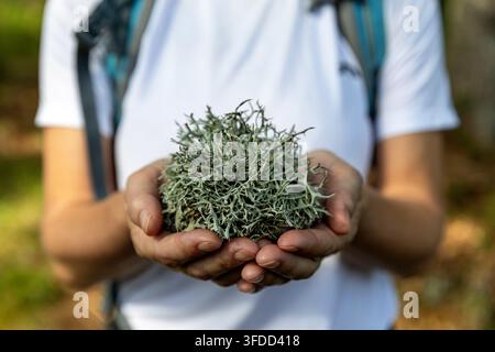 A close-up shot of a female hiker holding a magical ball of light-grey reindeer lichen moss in her cupped hands inside an alpine forest. Stock Photo