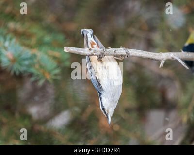 Eurasian nuthatch or wood nuthatch, lat. Sitta europaea, sitting on a tree branch with a blurred background. Gray and Orange colored small bird with a Stock Photo
