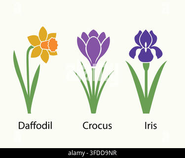 Colorful Spring Botanical Vector Set Featuring Labeled Daffodil, Crocus, and Iris Illustrations Stock Vector