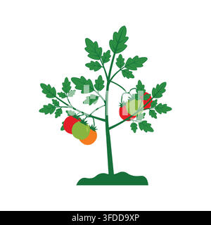 Tomato Plant Vector Illustration with Growing Red, Orange, and Green Tomatoes on Bush with Leaves. Stock Vector