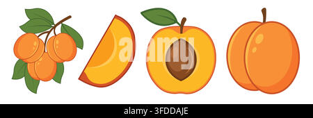 Fresh Ripe Apricot Fruits with Leaves and Slices Flat Vector Set Stock Vector
