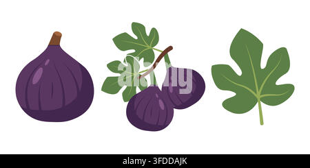 Fresh Purple Fig Fruit Set with Green Leaves Isolated Vector Illustration Stock Vector