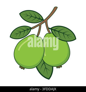 Fresh Green Guava Fruit Branch Vector Illustration Isolated on White Background Stock Vector