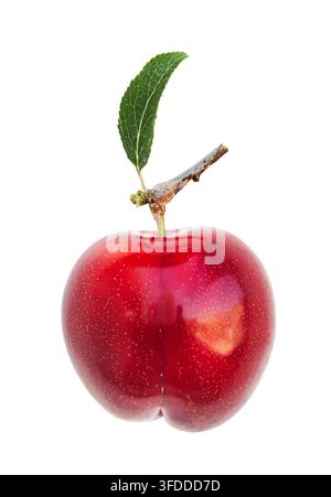 Vertical close up of a shiny red plum with a green leaf and dry branch, isolated on white. Suited for mobile ads, product labels and vertical social m Stock Photo