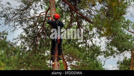Arborist working high in a pine tree cutting branches with chainsaw. Hazardous tree removal service. Treecare and maintenance Stock Photo
