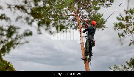 Professional arborist with chainsaw cutting pine tree branches. Hazardous tree removal service. Treecare and maintenance Stock Photo