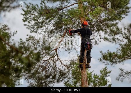 Professional arborist cutting pine tree branches with chainsaw. Hazardous tree removal service. Treecare and maintenance Stock Photo