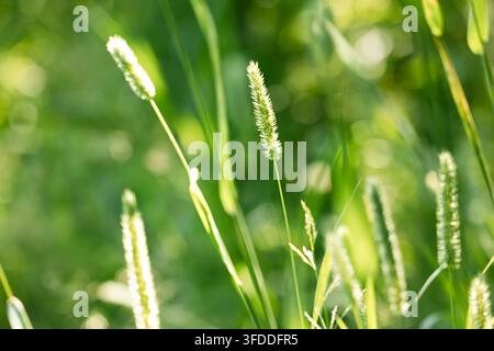 Sunlit Green Foxtail Grass Seed Heads in Summer Meadow with Soft Bokeh Background Stock Photo