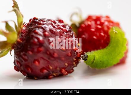 Macro close up of green caterpillar feeding on red wild strawberry with glossy fruit texture on white background Stock Photo