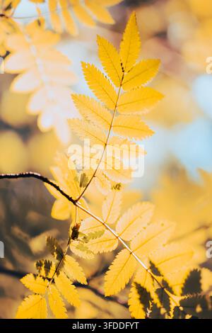 Yellow Autumn Leaves on Branch with Golden Sunlight and Soft Bokeh Background Stock Photo