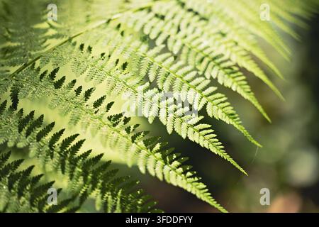 Sunlit Green Fern Frond Close Up with Delicate Leaf Pattern in Forest Background Stock Photo