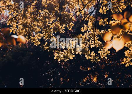Backlit Autumn Leaves and Branches in Warm Golden Light with Dark Forest Shadows Stock Photo