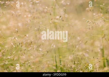 Tranquil Meadow Scene with Delicate Wild Grasses for Nature Photography Stock Photo