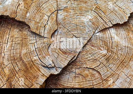 Close-up of cut logs with tree rings and cracks. Close-up of stacked cut logs showing detailed growth rings, weathered cracks and scattered pine Stock Photo