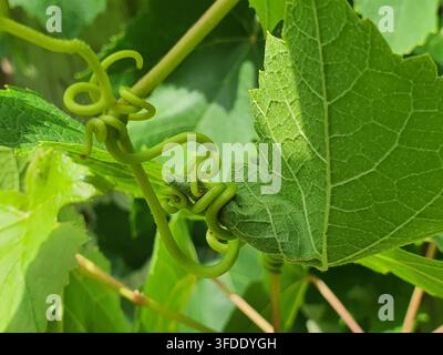 Close-up macro photograph of green grape vine tendrils (Vitis) spiraling and curling around a leaf and stem. The thin, flexible tendrils exhibit a Stock Photo