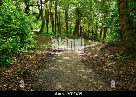 Winding forest path through lush green trees and dense foliage Stock Photo