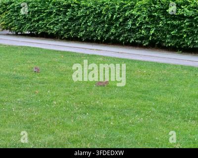 Two wild brown rabbits eating and exploring on a green lawn scattered with small white blossoms. A clean paved sidewalk and a long, thick green hedge Stock Photo