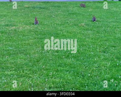 A wide view of several wild brown rabbits eating grass on a vast, vibrant green field with tiny white wild flowers. The clean, open composition highli Stock Photo