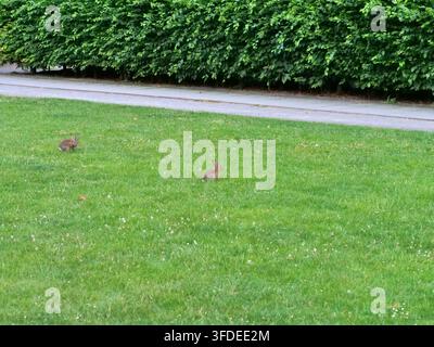 A shot capturing two wild rabbits resting and foraging on a green grass field in a city park. In the background, a paved walkway runs alongside a dens Stock Photo
