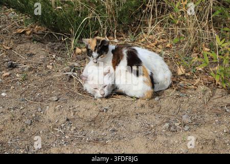 On the dry dirt grass outdoors, an adult calico cat snuggles gently against a pure white kitten. Both are sleeping soundly with their eyes closed, cre Stock Photo