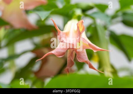 A close-up view captures the flared, star-shaped opening of a salmon-pink angel's trumpet flower among green leaves. Stock Photo