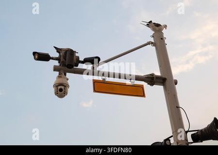 Seagulls Perched on CCTV Surveillance Cameras Against Blue Sky Stock Photo