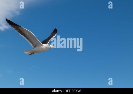 Adult lesser black-backed gull (Larus fuscus) with open wings flying over the Solovetsky Islands, White Sea, Arkhangelsk Oblast, Russia. July 2022 Stock Photo