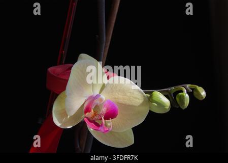 Close-up of a yellow orchid with a red tie on a support in directed sunlight on a black background. Stock Photo