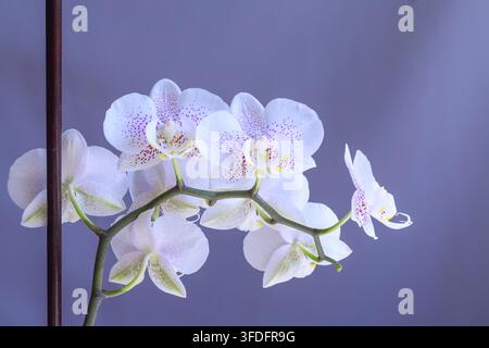 White Phalaenopsis orchids with purple speckles on dark background. Stock Photo