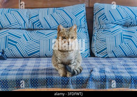 Orange tabby cat resting at local shop, Baisha Ancient Town, Lijiang, Yunnan, China Stock Photo