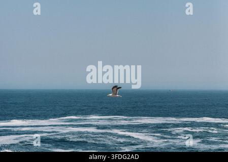 A lone seagull flying over the ocean Stock Photo
